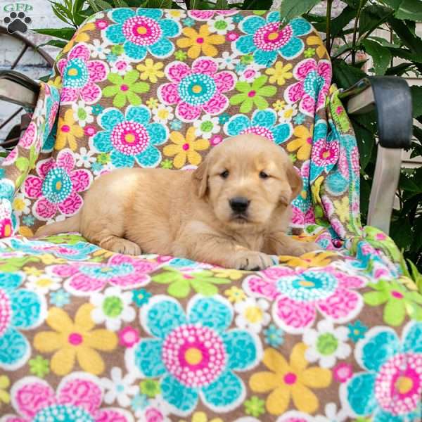 Kelsey, Golden Retriever Puppy
